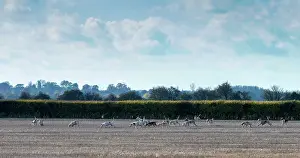 Hunted: Pack of Foxhounds hunting the fox in autumn - GB