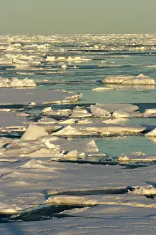 Evironment: Pack Ice