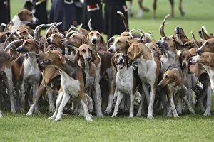 Scenthound: Pack of Poitevins waiting for orders