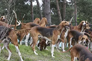 Scenthound: Pack of Poitevins waiting for orders