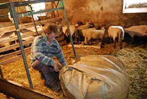 Packing: Packing wool in a large bag Auvergne France