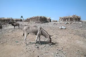 Pieces: Packsaddle Ass volcanic region of Ethiopia Dallol