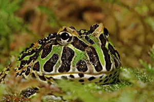 Leptodactylidae: Pacman Frog