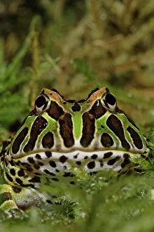 Leptodactylidae: Pacman Frog