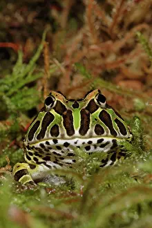 Leptodactylidae: Pacman Frog