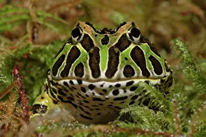 Leptodactylidae: Pacman Frog