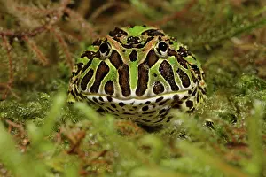 Leptodactylidae: Pacman Frog