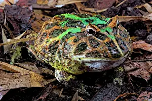 Horned: Pacman frog or Chacoan horned frog (Ceratophrys