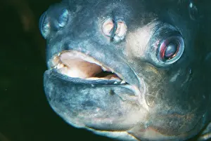 Colossoma: Pacu Fish
