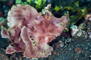 Scorpionfish: Paddle-flap Rhinopias Scorpionfish