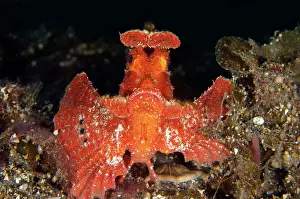 Scorpionfish: Paddle-flap Rhinopias Scorpionfish - Sidem dive
