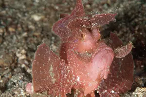 Paddle: Paddle-flap Scorpionfish
