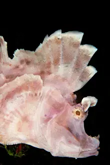 Paddle: Paddle-flap Scorpionfish Nudi Falls dive site, Lembeh
