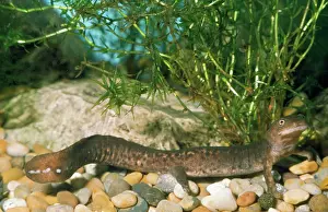 Paddle: PADDLE-TAILED NEWT