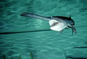 Paddle: PADDLEFISH - mouth open