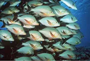 Snapper: Paddletail Snapper
