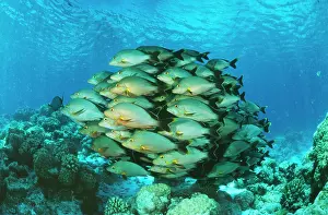 Lutjanus: PADDLETAIL SNAPPER SHOAL