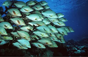 Snapper: PADDLETAIL SNAPPER SHOAL