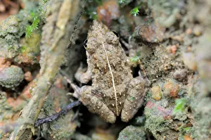 Laotian: Paddy Frog