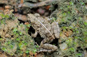 Laotian: Paddy Frog