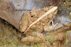 Laotian: Paddy Frog