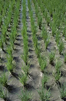 Oryza: Paddy rice, Philippines