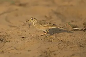 Anthus: Paddyfield Pipit