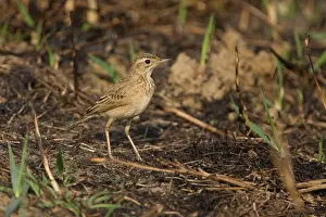 Anthus: Paddyfield Pipit