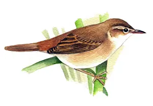 Acrocephalus: Paddyfield warbler