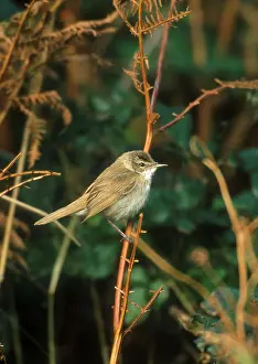 Scilly: Paddyfield Warbler - October
