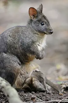 Marsupialia: Pademelon Tasmania (Thylogale billardieri) female