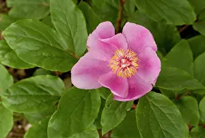 Paeony: Paeony
