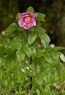 Paeony: Paeony