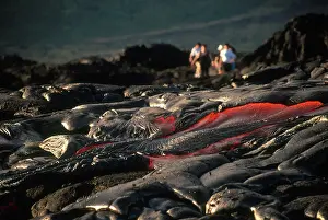 Hawai I: Pahoehoe Lava, Kilauea, Hawaii