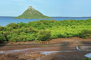 Habtiat: 'Pain de Sucre' with mangrove forest