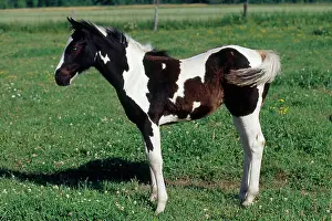 Paint: Paint Foal