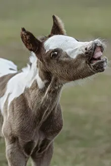 Foal: Paint foal (colt) with lip curled