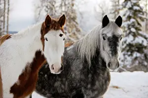 Dappled: Paint and Gray dapple Quarterhorse Draft together
