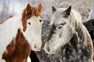 Dappled: Paint and gray dapple Quarterhorse draft greeting each othe
