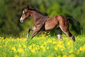 Gallop: Paint Horse, bay horse, foal galloping through flower