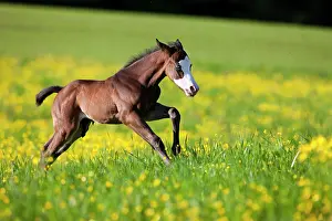 Gallop: Paint Horse, bay horse, foal gallops through flower