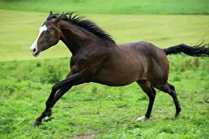Cantering: Paint Horse, bay horse galloping in a meadow
