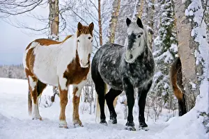 Dappled: Paint Horse and Gray Quarterhorse standing together