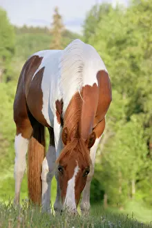 Pinto: Paint / Pinto Horse - grazing in meadow, portrait