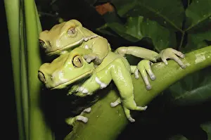 Sauvages: Paintbelly Monkey Frogs Mating
