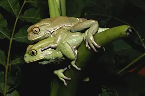 Sauvages: Paintbelly Monkey Frogs Mating
