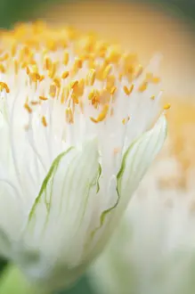 Powder: Paintbrush