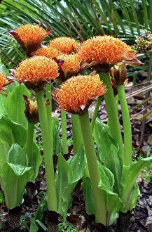 Paintbrush: Paintbrush Lily