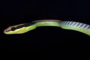 Dendrelaphis: Painted bronzeback (Dendrelaphis pictus), Malaysia
