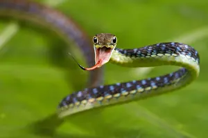 Focus: Painted Bronzeback (Dendrelaphis pictus) Mentawai